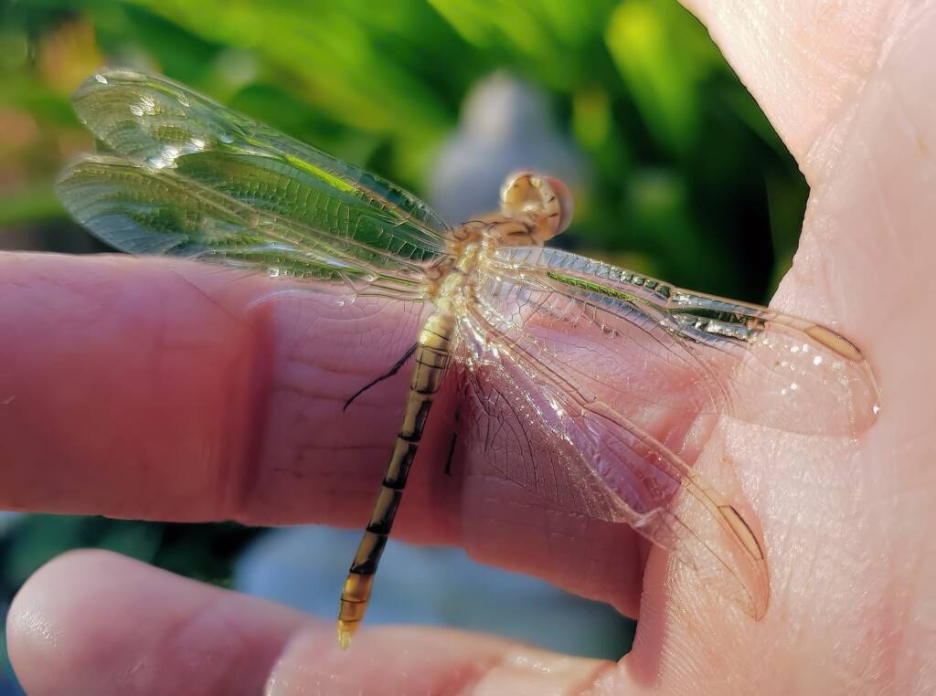 Female Orthetrum caledonicum, Alice Springs, NT