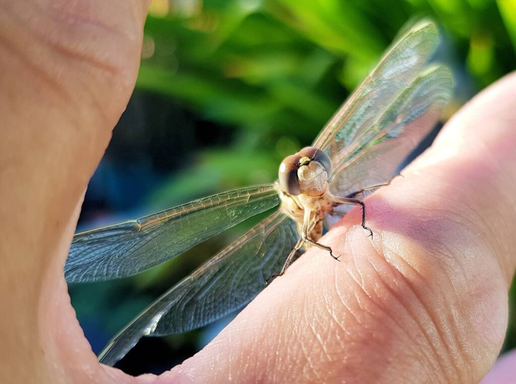 Female Orthetrum caledonicum, Alice Springs, NT