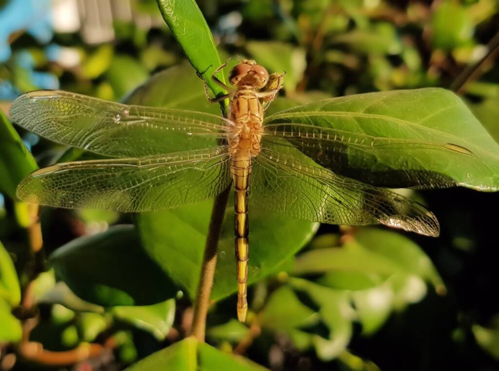 Female Orthetrum caledonicum, Alice Springs, NT