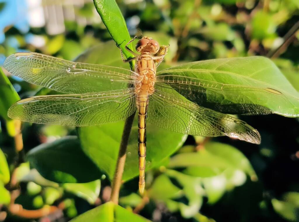 Female Orthetrum caledonicum, Alice Springs, NT
