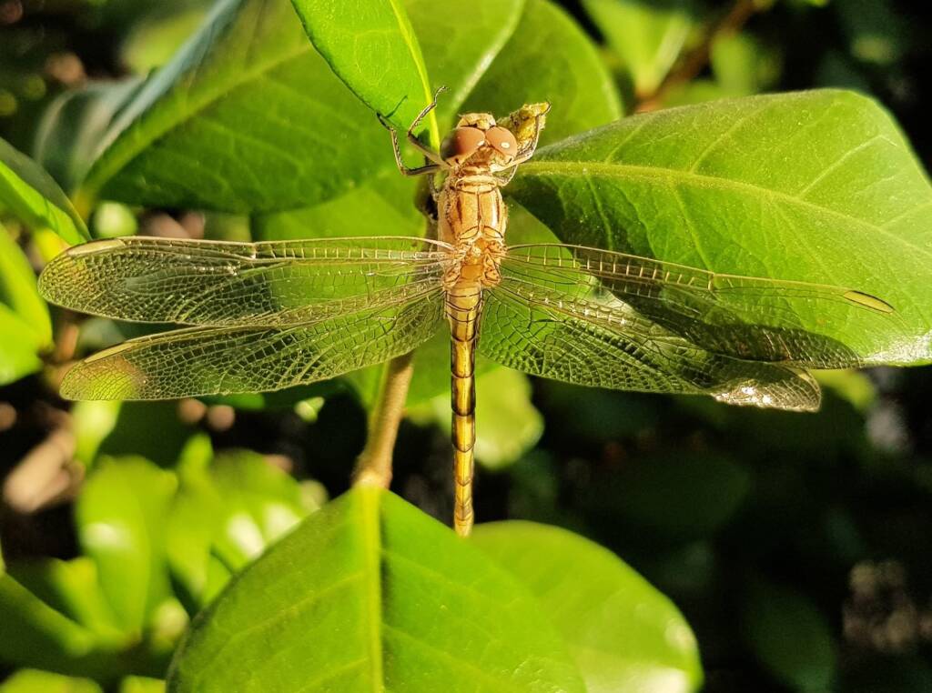 Female Orthetrum caledonicum, Alice Springs, NT
