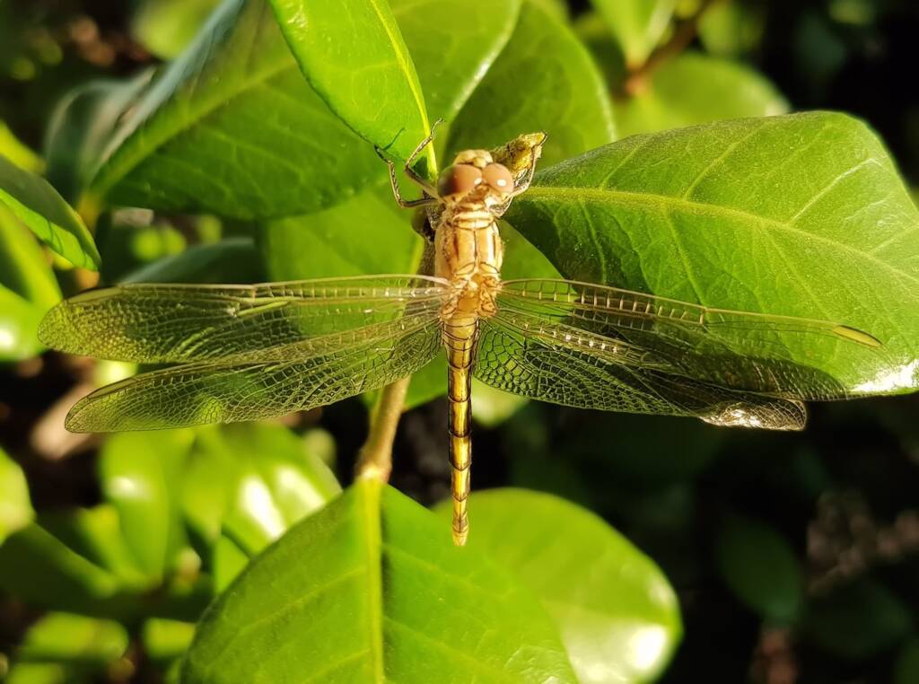 Female Orthetrum caledonicum, Alice Springs, NT