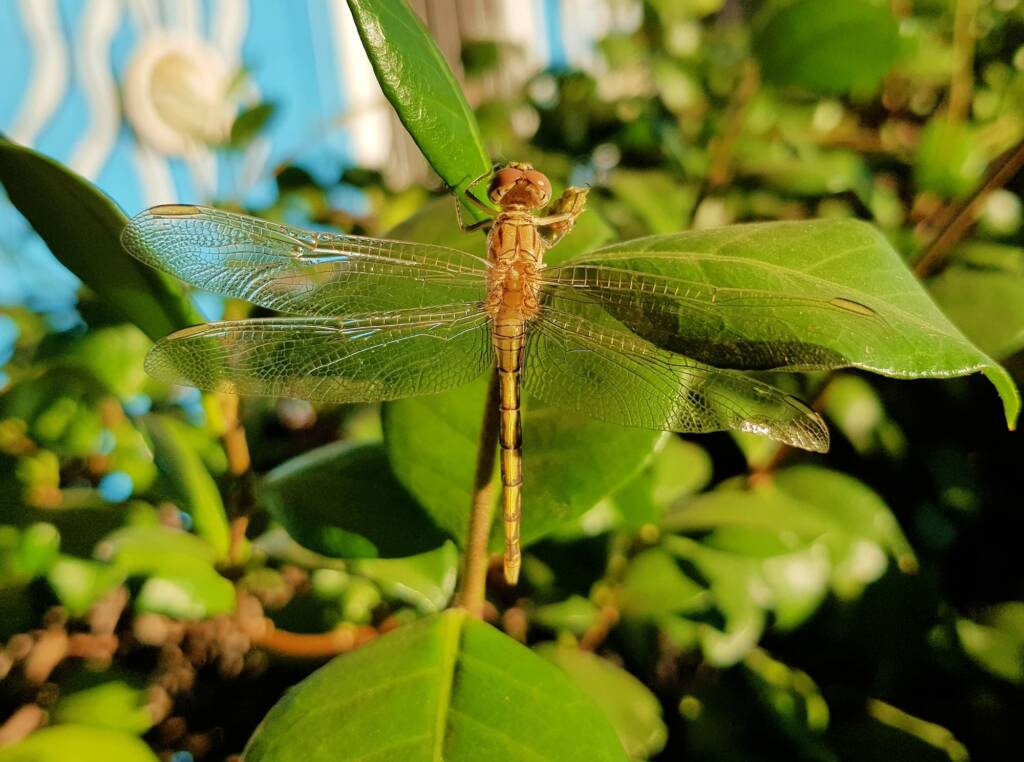 Female Orthetrum caledonicum, Alice Springs, NT