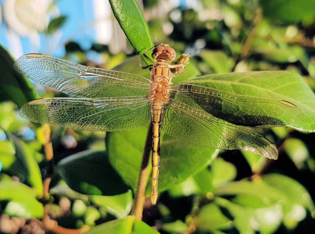 Female Orthetrum caledonicum, Alice Springs, NT