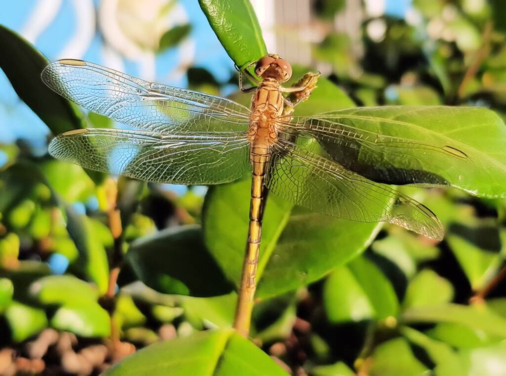 Female Orthetrum caledonicum, Alice Springs, NT