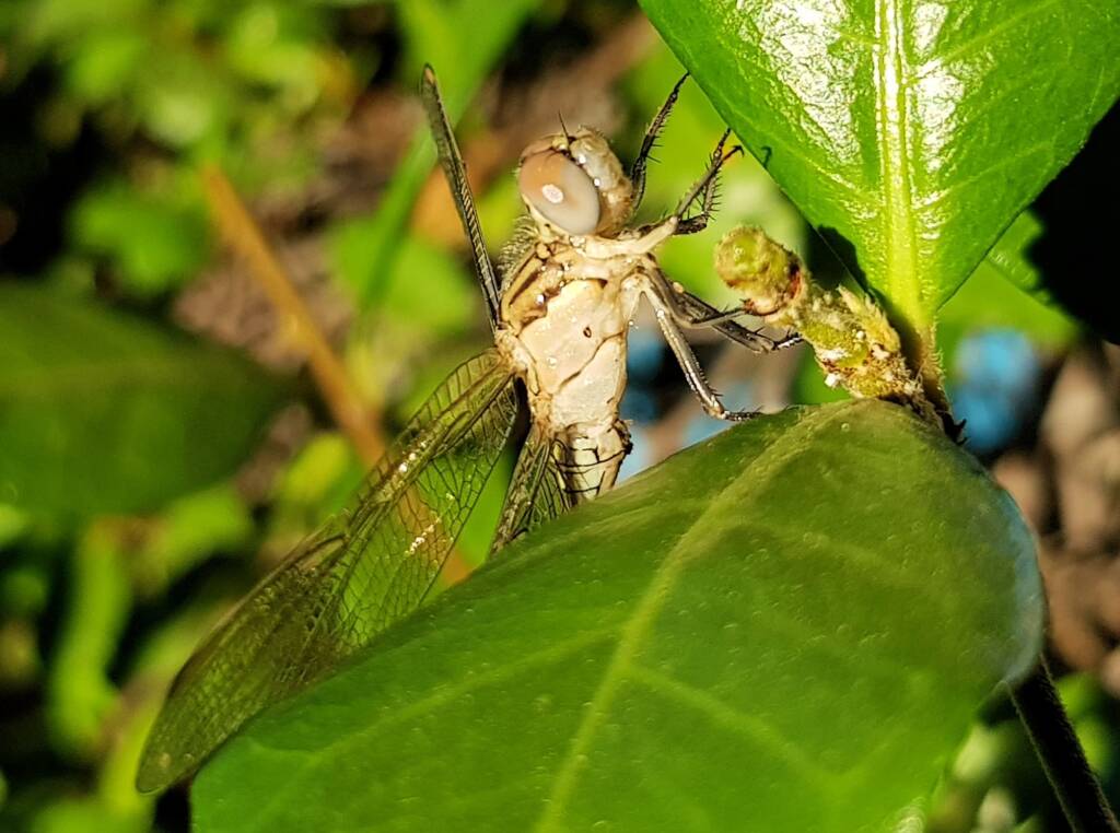 Female Orthetrum caledonicum, Alice Springs, NT