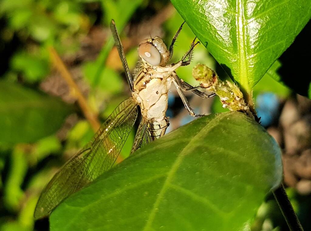 Female Orthetrum caledonicum, Alice Springs, NT