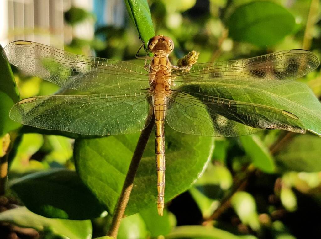 Female Orthetrum caledonicum, Alice Springs, NT