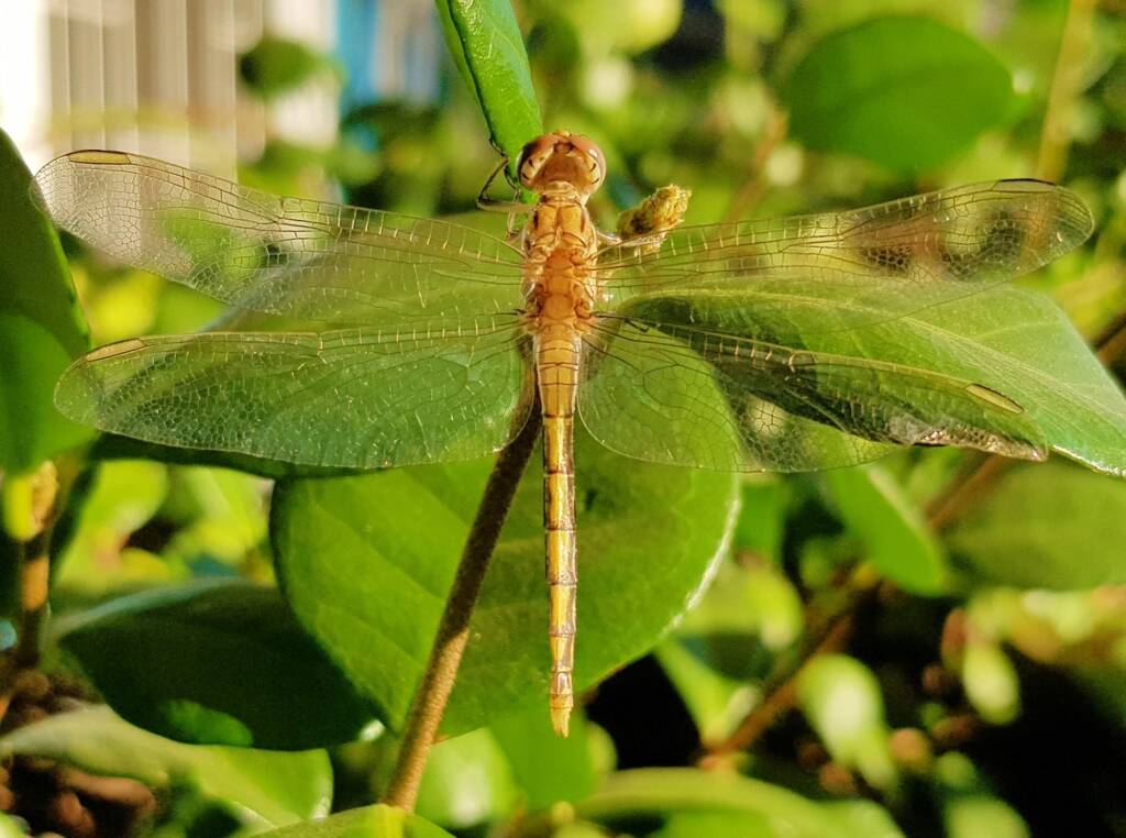 Female Orthetrum caledonicum, Alice Springs, NT