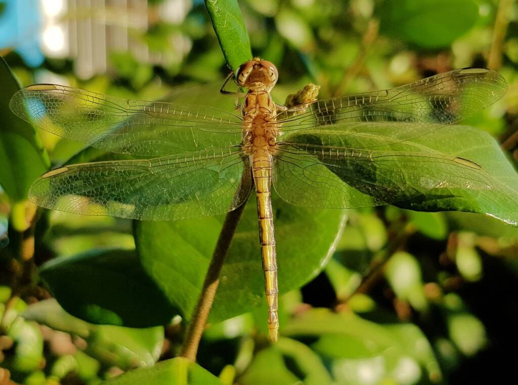 Female Orthetrum caledonicum, Alice Springs, NT