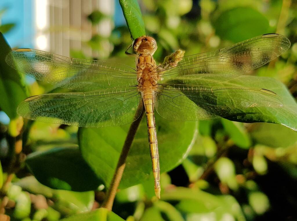 Female Orthetrum caledonicum, Alice Springs, NT