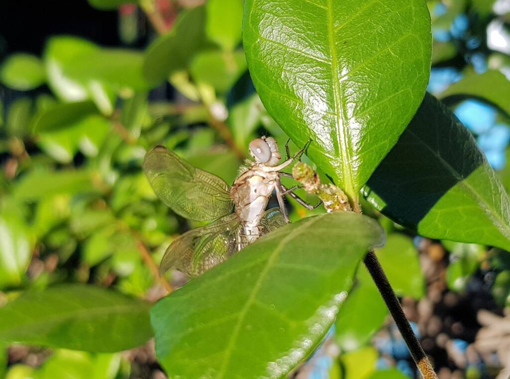 Female Orthetrum caledonicum, Alice Springs, NT
