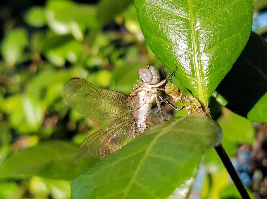 Female Orthetrum caledonicum, Alice Springs, NT