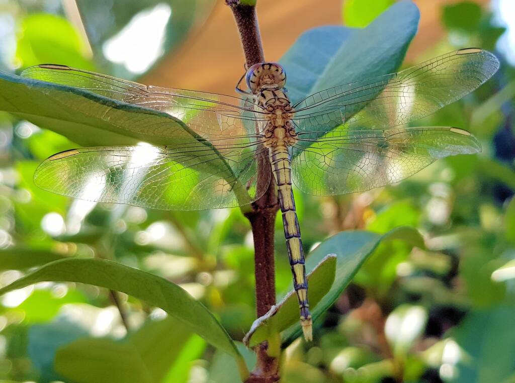 Female Orthetrum caledonicum, Alice Springs, NT