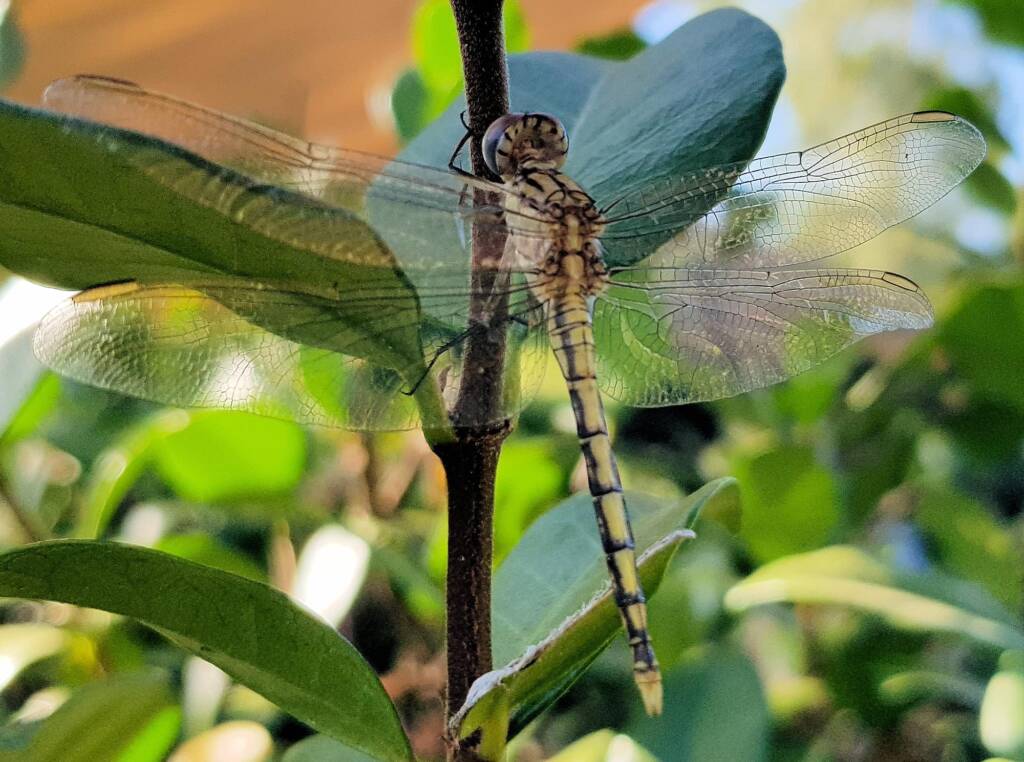 Female Orthetrum caledonicum, Alice Springs, NT
