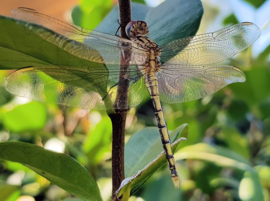 Female Orthetrum caledonicum, Alice Springs, NT