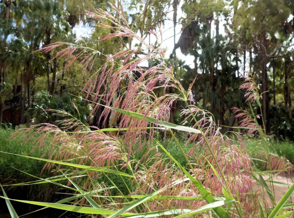 Phragmites australis (Common reed), Palm Valley, Finke Gorge National Park