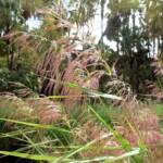 Phragmites australis (Common reed), Palm Valley, Finke Gorge National Park