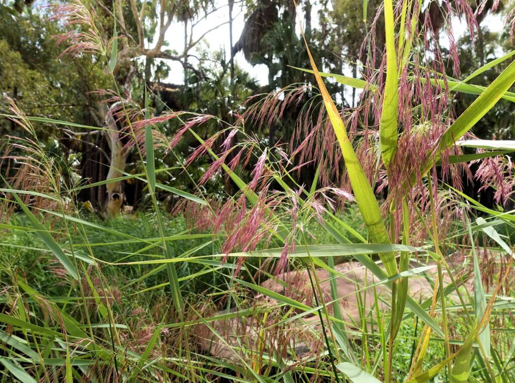 Phragmites australis (Common reed), Palm Valley, Finke Gorge National Park