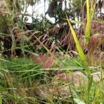 Phragmites australis (Common reed), Palm Valley, Finke Gorge National Park