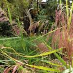 Phragmites australis (Common reed), Palm Valley, Finke Gorge National Park