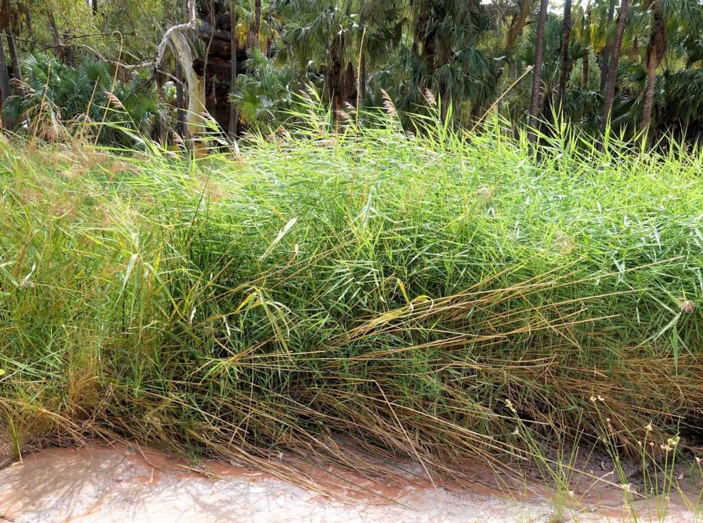 Phragmites australis (Common reed), Palm Valley, Finke Gorge National Park