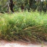 Phragmites australis (Common reed), Palm Valley, Finke Gorge National Park