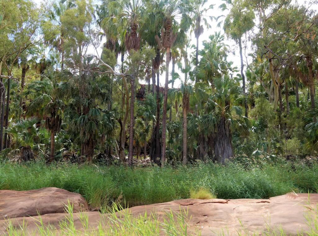 Phragmites australis (Common reed), Palm Valley, Finke Gorge National Park