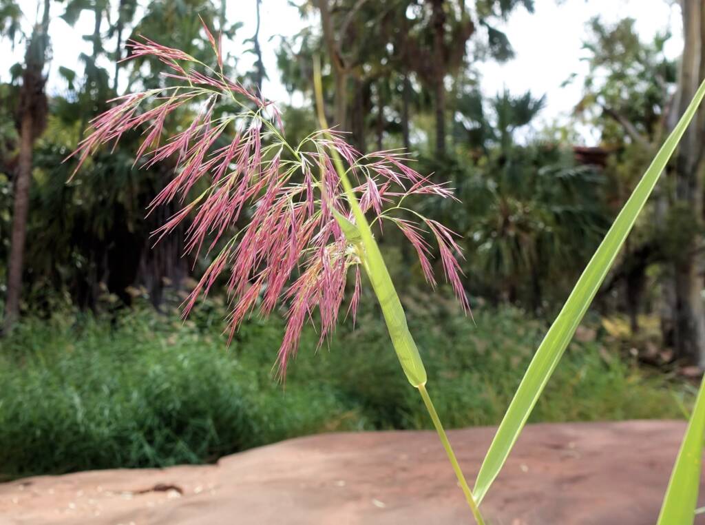 Phragmites australis (Common reed), Palm Valley, Finke Gorge National Park