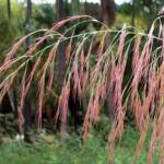 Phragmites australis (Common reed), Palm Valley, Finke Gorge National Park