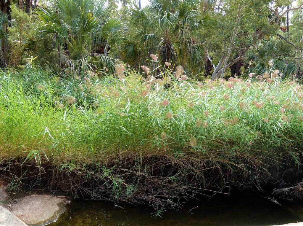 Phragmites australis (Common reed), Palm Valley, Finke Gorge National Park