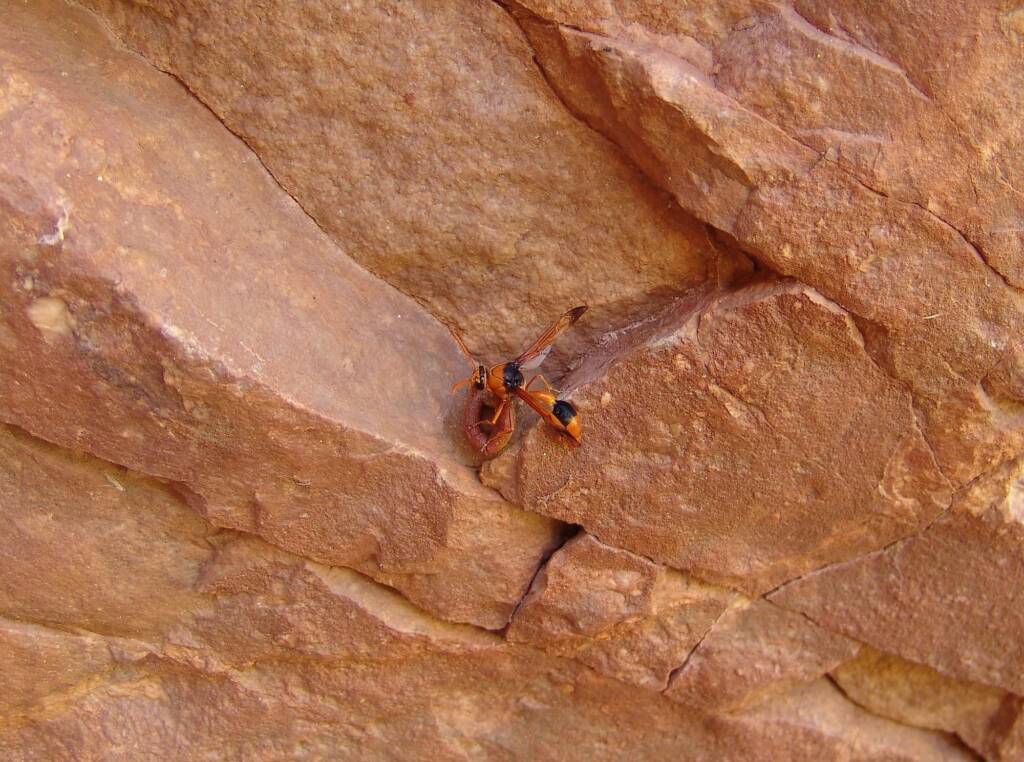 Potter Wasp (Delta latreillei) with caterpillar at Emily Gap (Emily and Jessie Gaps Nature Park), East MacDonnell Ranges