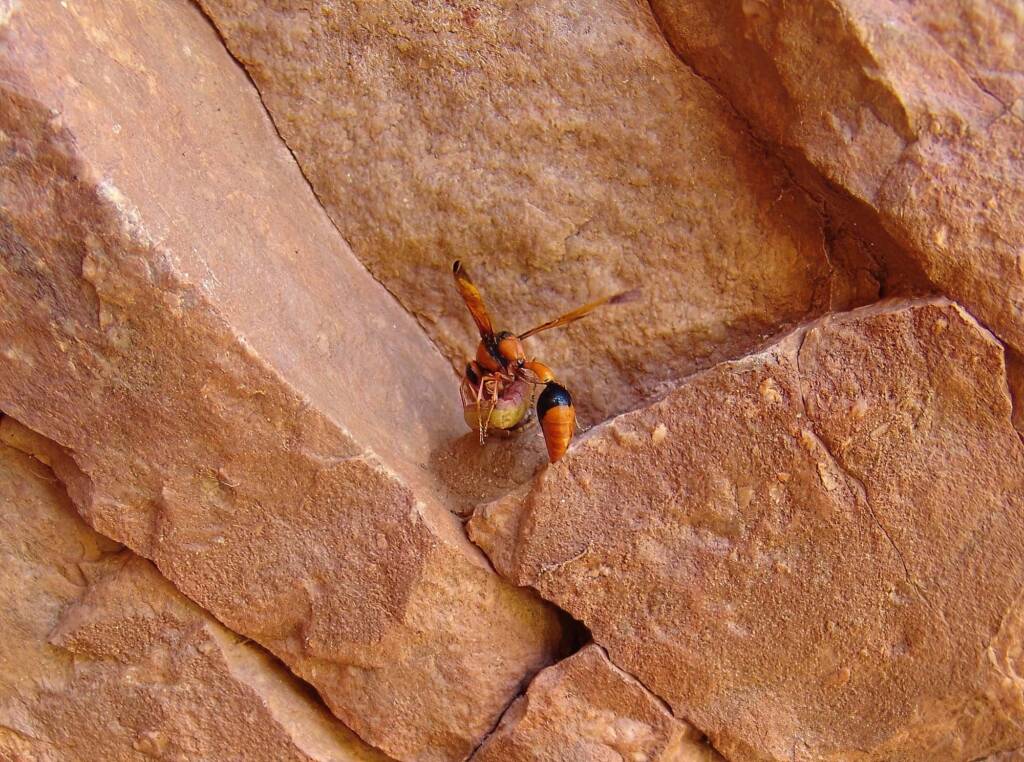 Potter Wasp (Delta latreillei) with caterpillar at Emily Gap (Emily and Jessie Gaps Nature Park), East MacDonnell Ranges