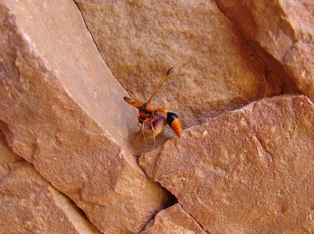Potter Wasp (Delta latreillei) with caterpillar at Emily Gap (Emily and Jessie Gaps Nature Park), East MacDonnell Ranges