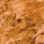 Mud nests of the Potter Wasps at Emily Gap (Emily and Jessie Gaps Nature Park), East MacDonnell Ranges