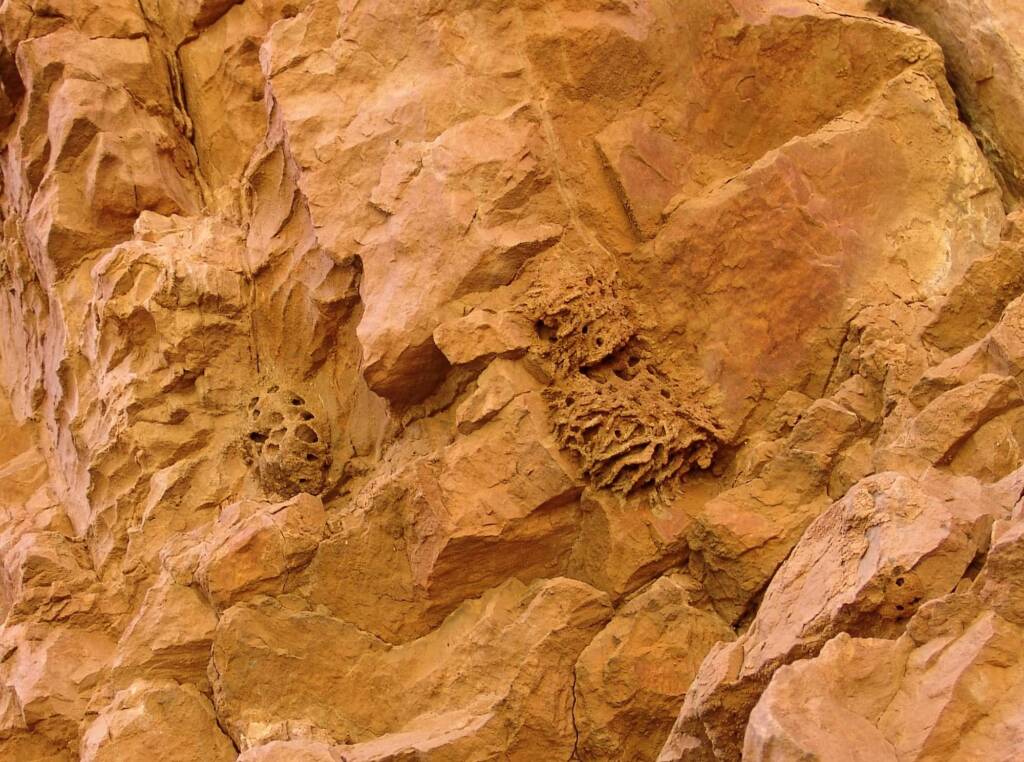 Mud nests of the Potter Wasps at Emily Gap (Emily and Jessie Gaps Nature Park), East MacDonnell Ranges