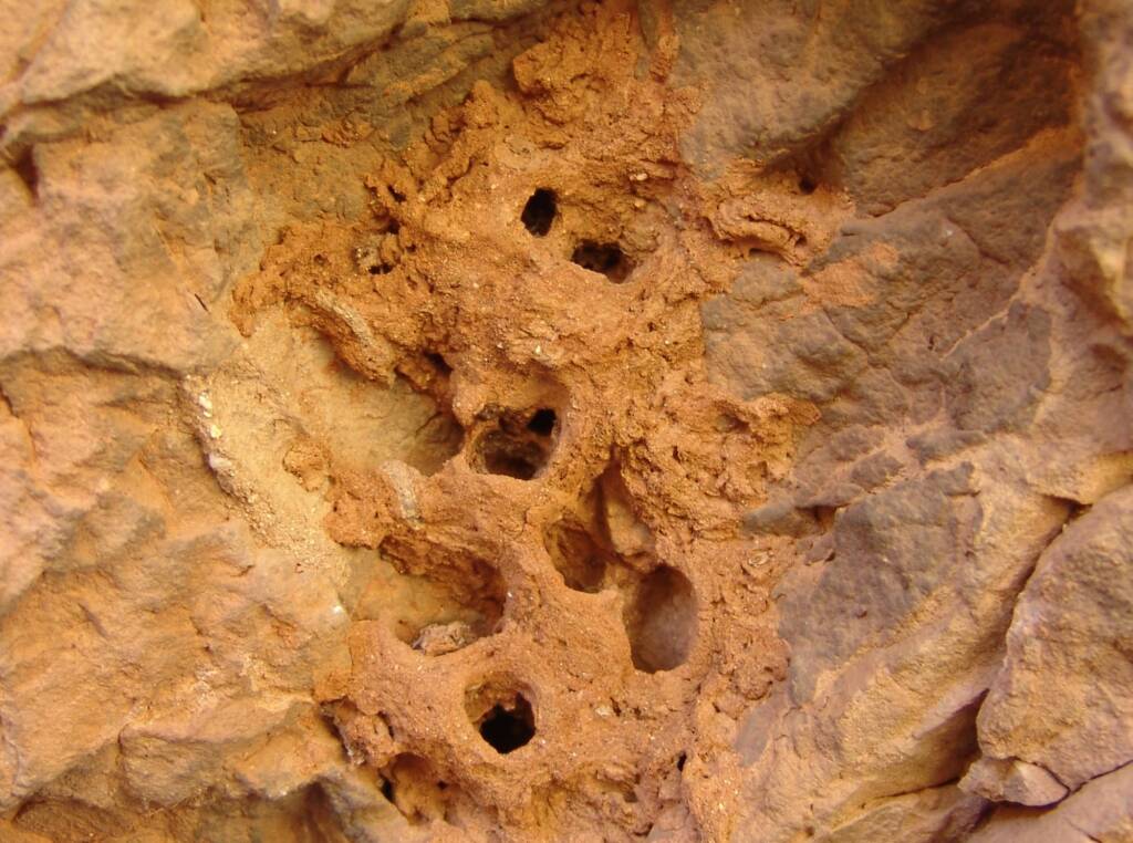 Mud nests of the Potter Wasps at Emily Gap (Emily and Jessie Gaps Nature Park), East MacDonnell Ranges