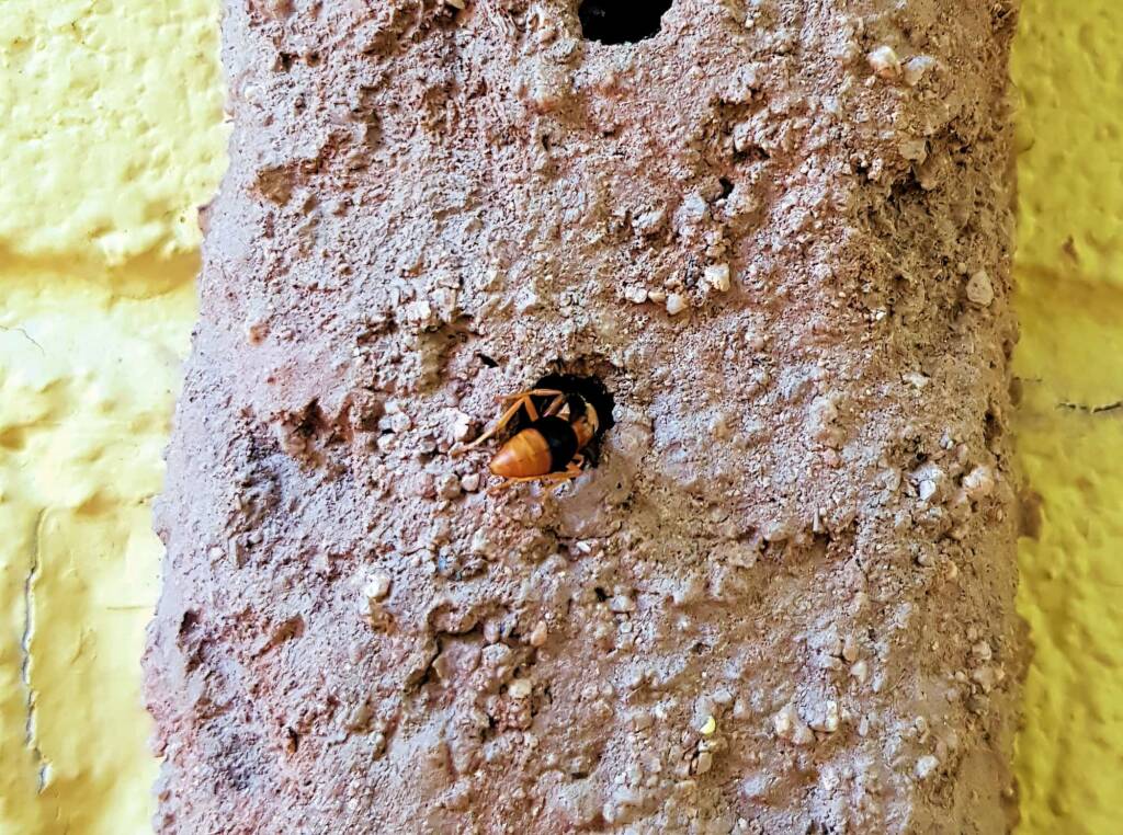 Pseudabispa bicolor ssp. nigrocinctoides (Potter Wasp), Alice Springs, NT