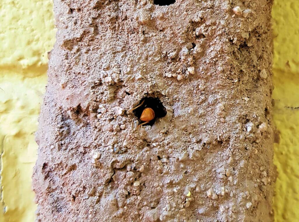 Pseudabispa bicolor ssp. nigrocinctoides (Potter Wasp), Alice Springs, NT