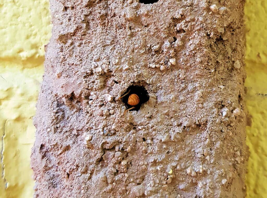 Pseudabispa bicolor ssp. nigrocinctoides (Potter Wasp), Alice Springs, NT