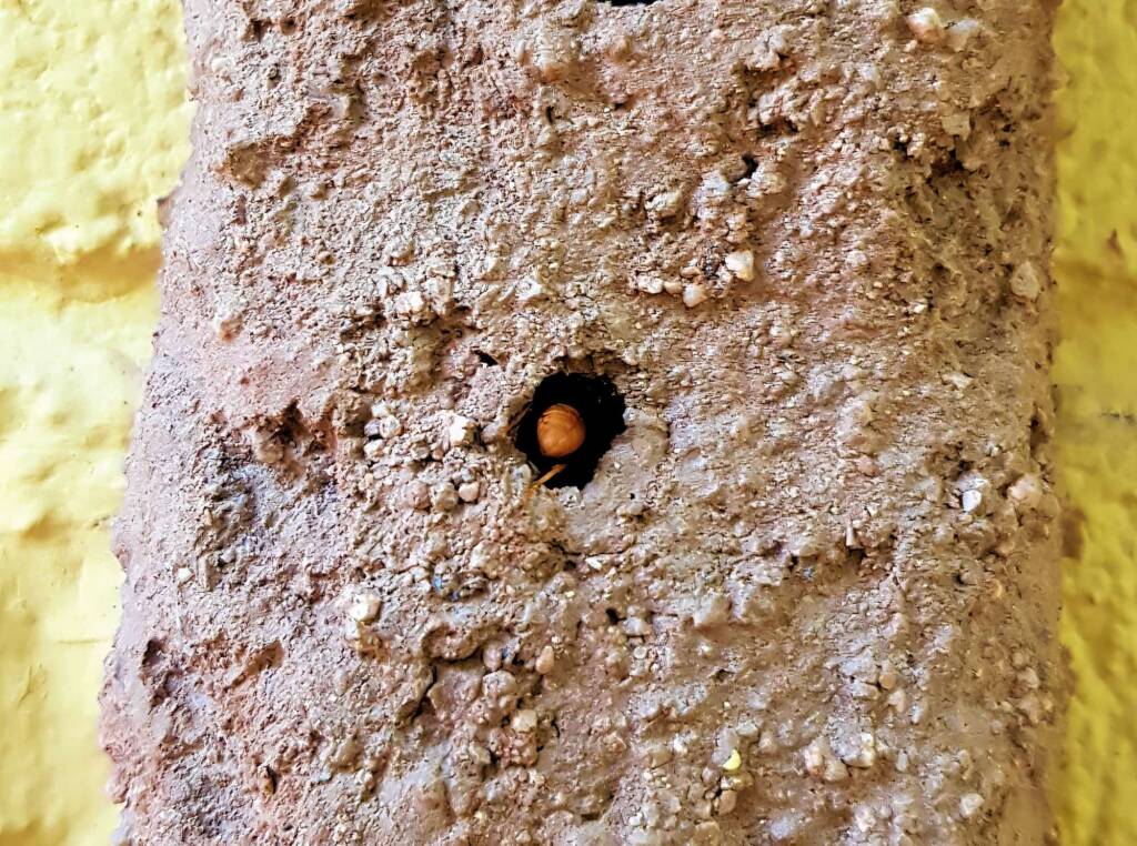Pseudabispa bicolor ssp. nigrocinctoides (Potter Wasp), Alice Springs, NT