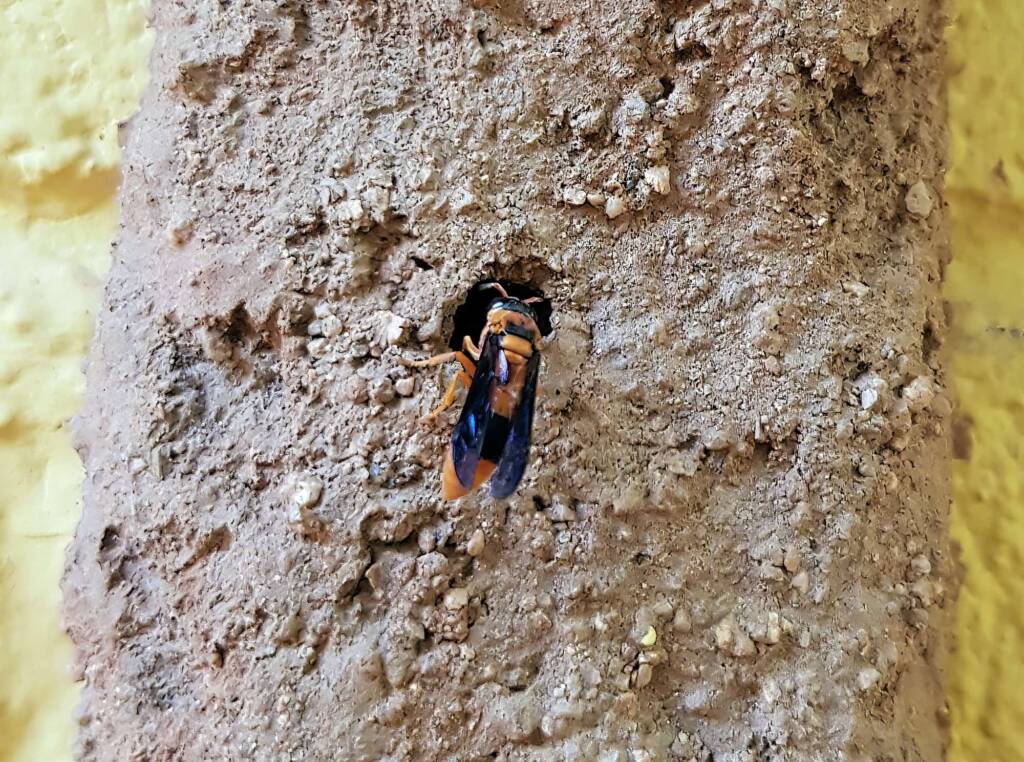 Pseudabispa bicolor ssp. nigrocinctoides (Potter Wasp), Alice Springs, NT