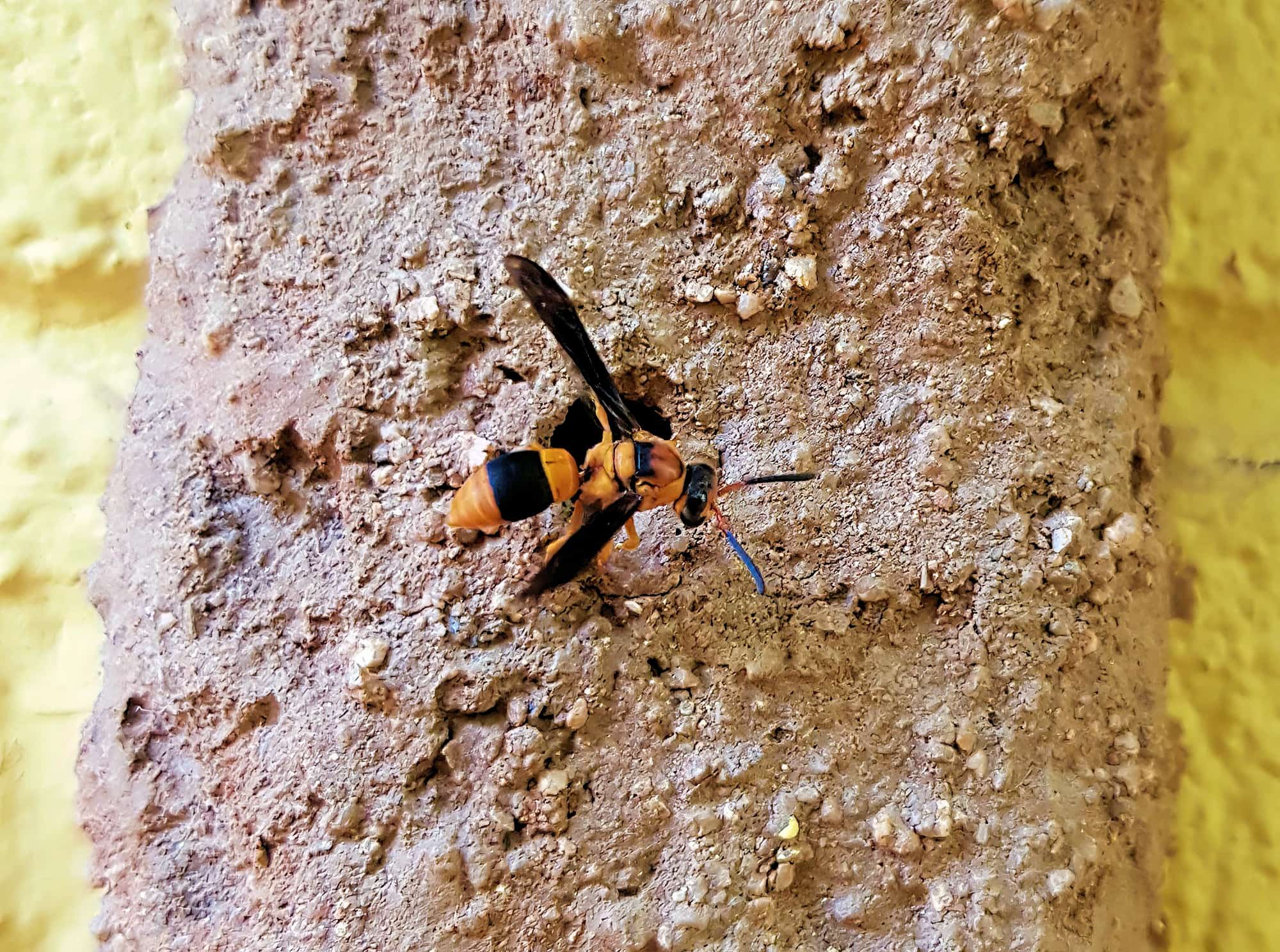 Pseudabispa bicolor ssp. nigrocinctoides (Potter Wasp), Alice Springs, NT
