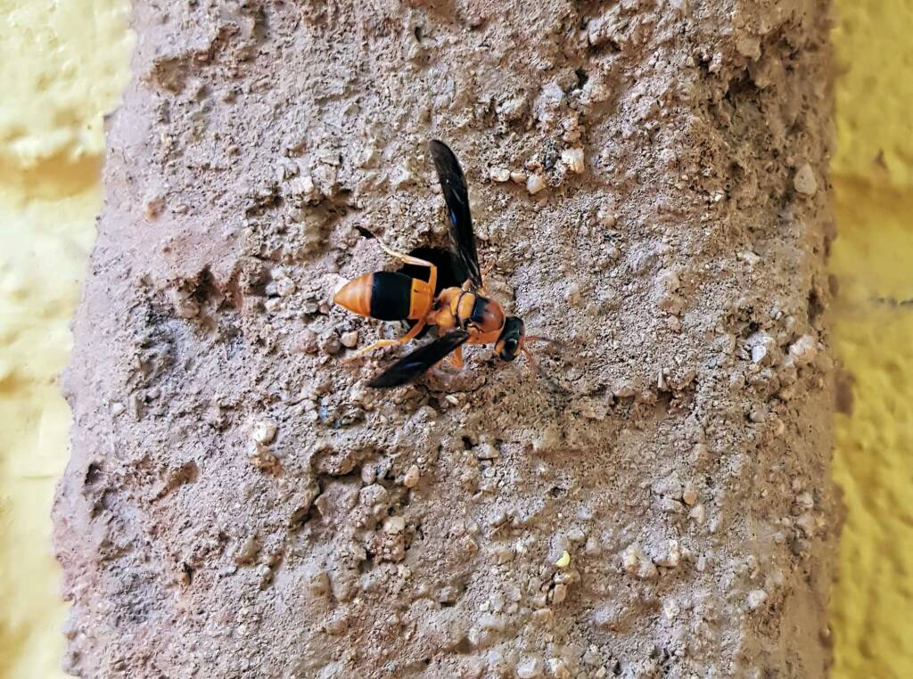Pseudabispa bicolor ssp. nigrocinctoides (Potter Wasp), Alice Springs, NT