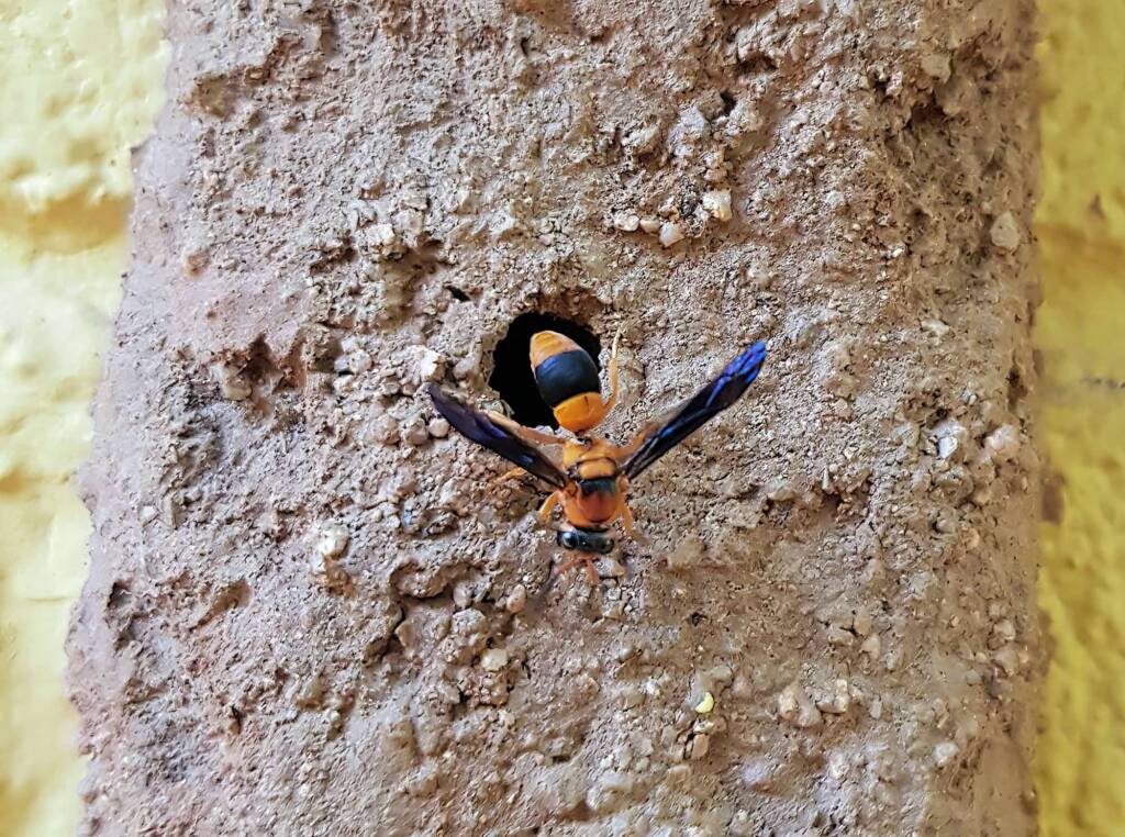 Pseudabispa bicolor ssp. nigrocinctoides (Potter Wasp), Alice Springs, NT