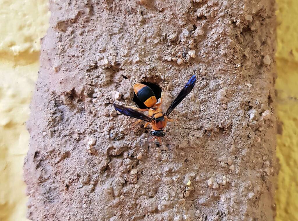 Pseudabispa bicolor ssp. nigrocinctoides (Potter Wasp), Alice Springs, NT