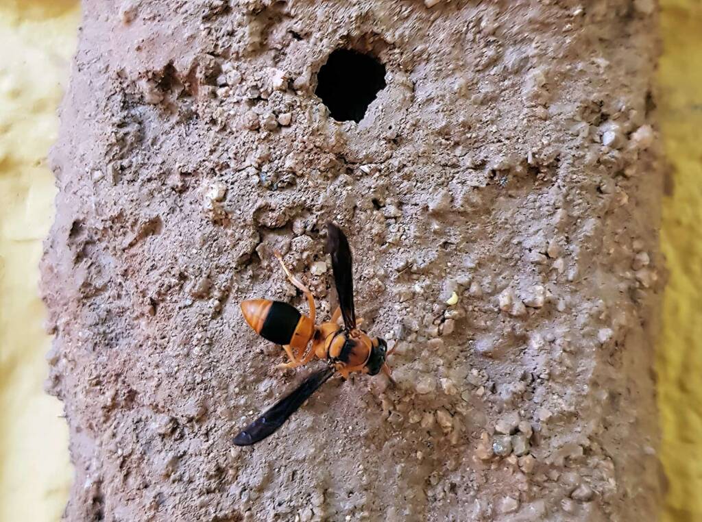 Pseudabispa bicolor ssp. nigrocinctoides (Potter Wasp), Alice Springs, NT