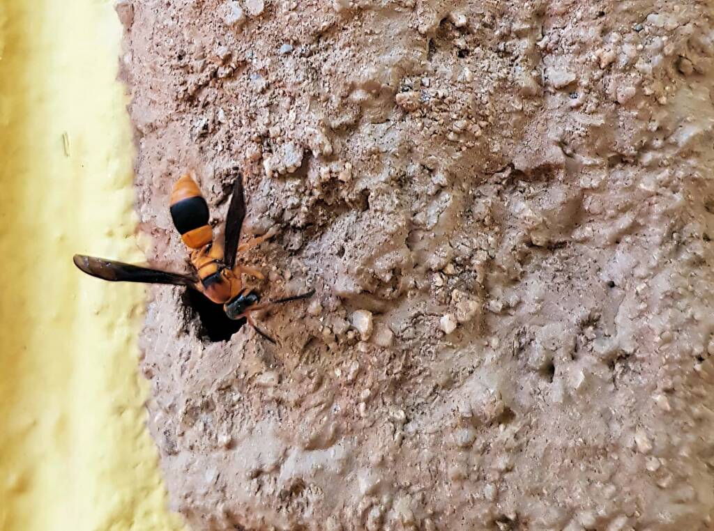 Pseudabispa bicolor ssp. nigrocinctoides (Potter Wasp), Alice Springs, NT