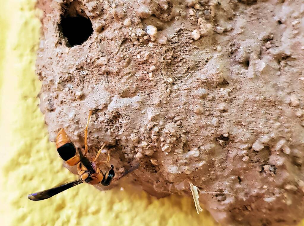 Pseudabispa bicolor ssp. nigrocinctoides (Potter Wasp), Alice Springs, NT