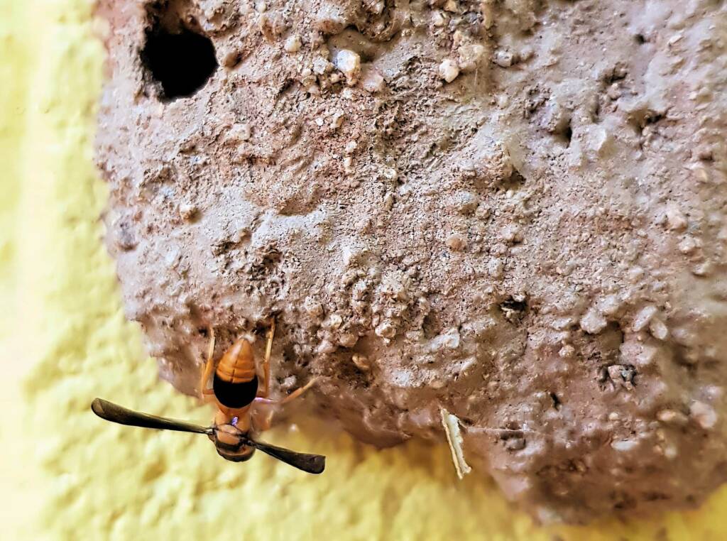 Pseudabispa bicolor ssp. nigrocinctoides (Potter Wasp), Alice Springs, NT